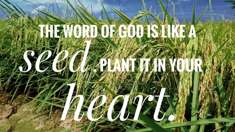 How Weekly Memory Verses Can Transform Your Faith